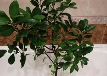 Фикус микрокарпа гинсенг