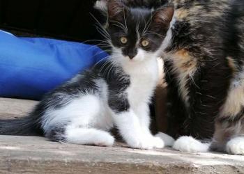 Симпатичный котенок в добрые руки