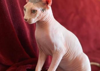 Котята сфинкса