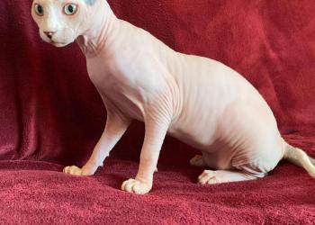 Котята сфинкса
