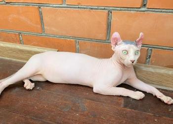 Котята сфинкса