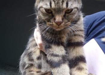Ищу передержку кошке с котенком