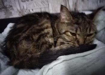Ищу передержку кошке с котенком