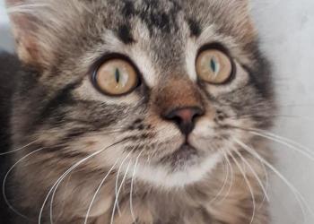 Ищу передержку кошке с котенком