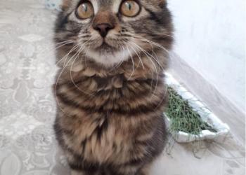 Ищу передержку кошке с котенком