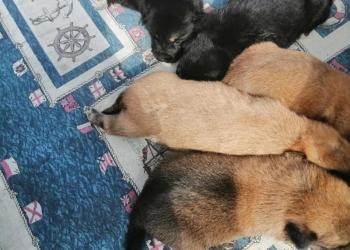 Отдам бесплатно