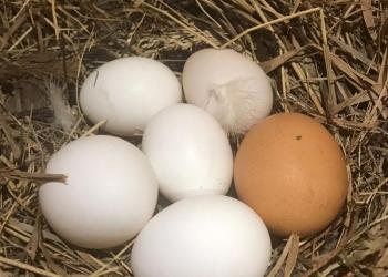 Яйцо домашнее