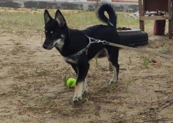 Отдам даром щенка помесь Овчарки и Хаски