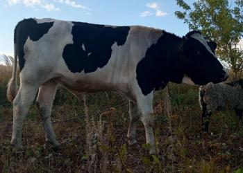 Говядина Домашняя