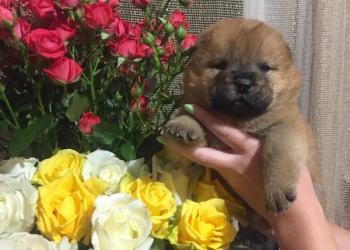 Щенки Чау-Чау