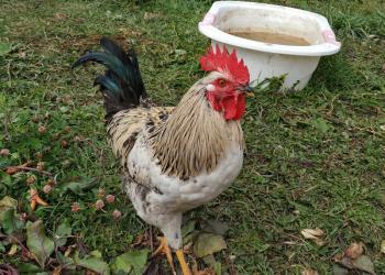 Куры доминант