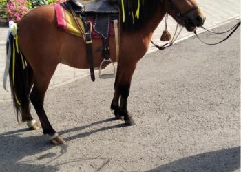 Пони жеребец