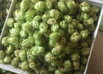 Хмель шишки