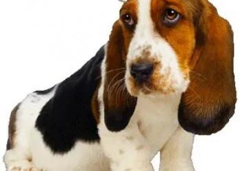 Куплю щенка