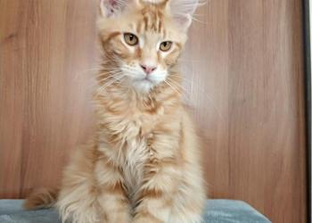 Продам чудесного котёнка мейн-кун, рыжий