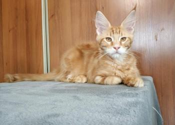 Продам чудесного котёнка мейн-кун, рыжий