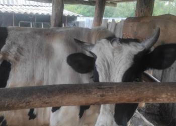 Продам быка