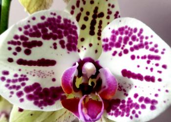 Орхидея Mariola