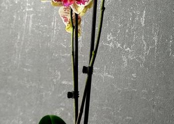 Орхидея Mariola