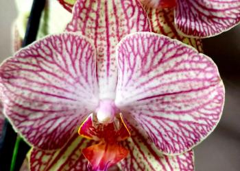Фаленопсис Ravello орхидея