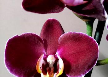 Орхидея Elegant Debora
