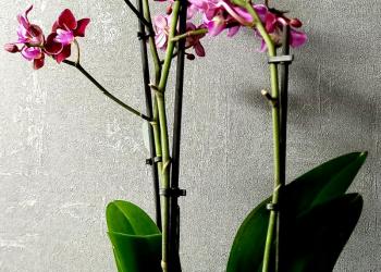 Орхидея Cranberry Cha Cha