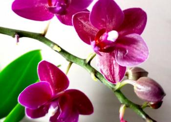 Мультифлора Каталина орхидея