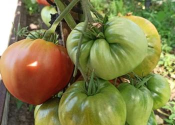 Семена томатов из Минусинска