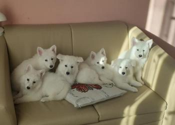 Белая Швейцарская Овчарка Купить Москва