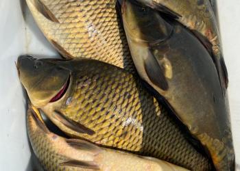 Продажа рыбы