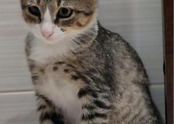 Отдам котенка