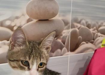 Отдам котенка