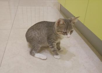 Отдам котенка