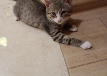 Отдам котенка