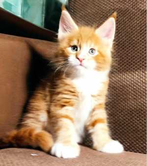 Котята Мейн Кун