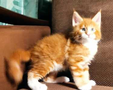 Котята Мейн Кун
