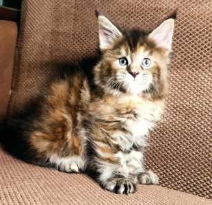 Котята Мейн Кун