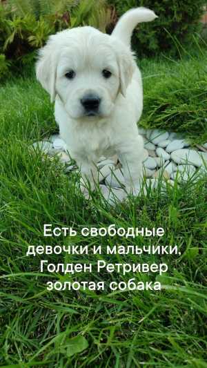 Щенки золотистого Ретривера