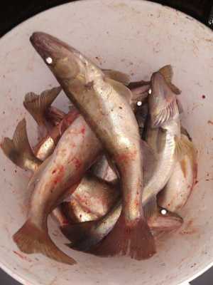 Судак свежевыловленный