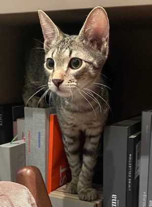 котята в дар хотим домой