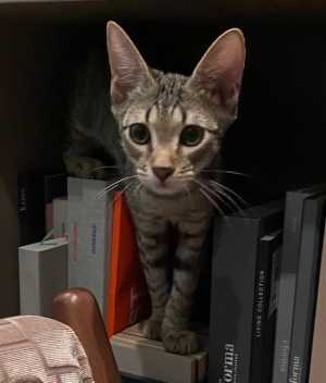 котята в дар хотим домой