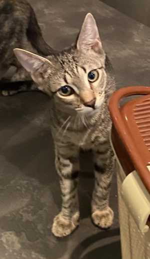 котята в дар хотим домой