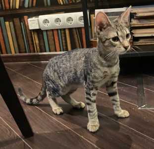 котята в дар хотим домой