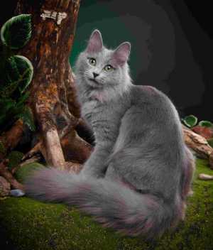 Нибелунги ( котята)
