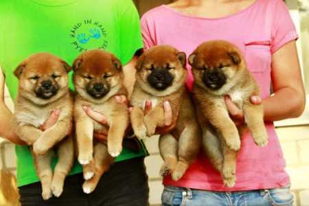 девочки сиба ину