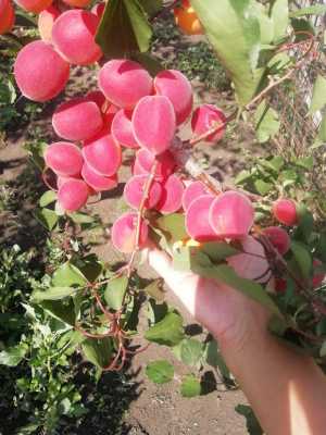 Саженцы абрикосы