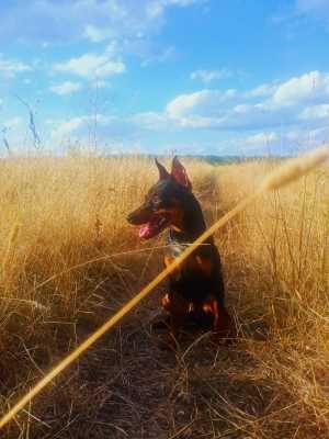 Вязка цвергпинчера