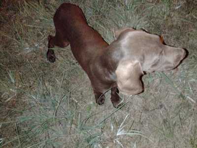 Щенки курцхаара