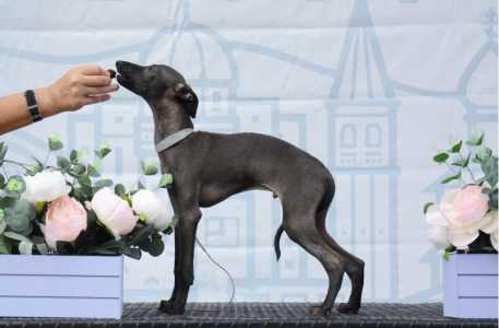 Щенки левретки от чемпионов