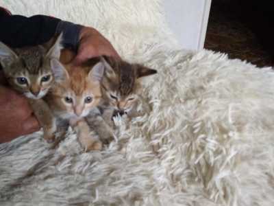 Отдам котят в добрые руки